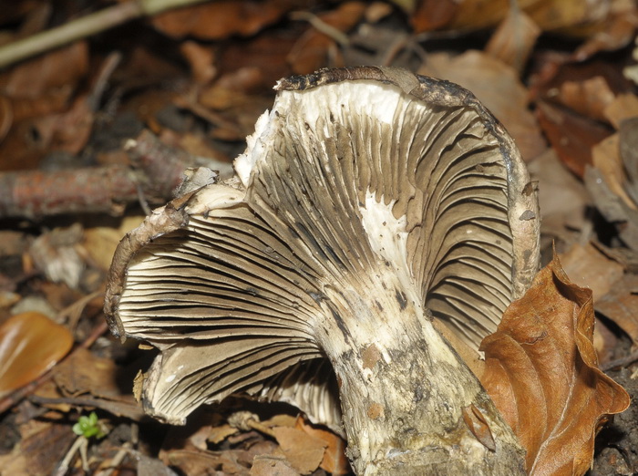 Curiosit� micologica...